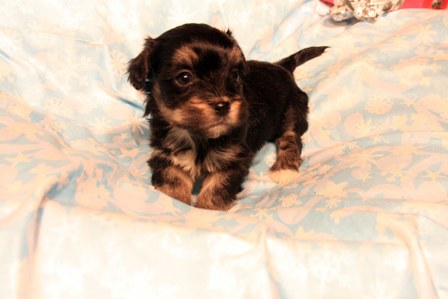 havanese-puppies